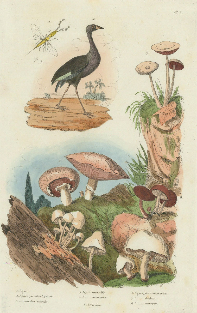 Agami (Pale-winged Trumpeter). Fungi. Agaric. Agaonidae (Fig wasp) 1833 print